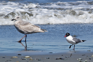 Franklin's Gull